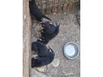 Cuccioli rottweiler incrocio pastore siciliano