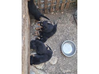 Cuccioli rottweiler incrocio pastore siciliano