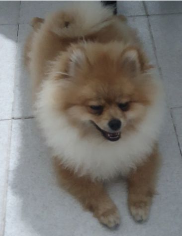 Disponibile maschio spitz di pomerania nano per monta. - Foto 3