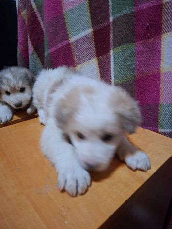 Clemente cucciolo - Foto 2