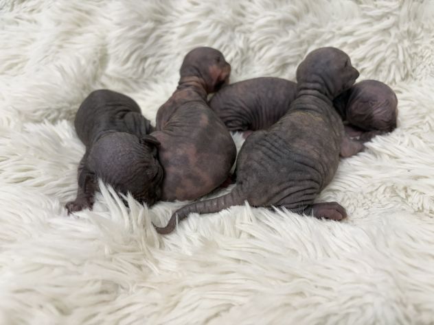 Sphynx gatto nudo - Foto 3