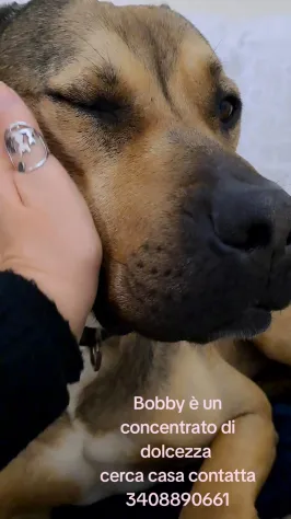 BOBBY ❤️🐾 - Foto 4