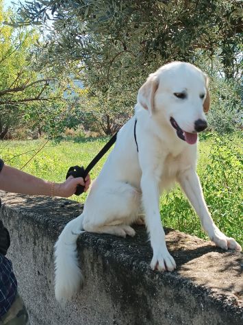 2meraviglie 5anni color panna  IL RIFUGIO CHIUDE!! R.CALABRIA - Foto 7