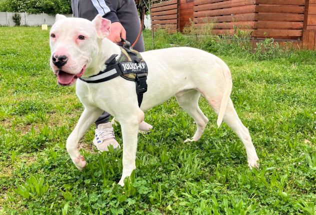 ALBINO DOGO ARGENTINO - Foto 8