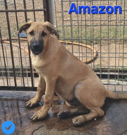 Amazon - Foto 5