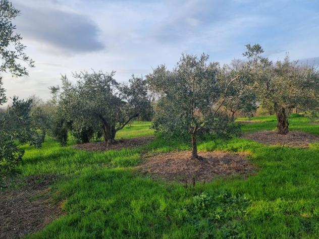 Terreno agricolo in vendita a Cerretti - Santa Maria a Monte 4730 mq Rif: 1252020 - Foto 4