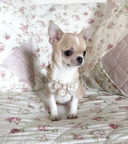 CHIHUAHUA TOY CUCCIOLI selezionati pag in 12 rate - Foto 2