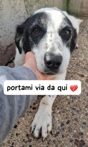 GIANNA E’ RIMASTA SOLA - Foto 2