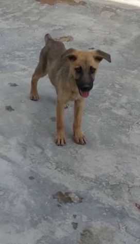 Paperino 3anni nato in 1terra di abbandoni PUGLIA SOS - Foto 5