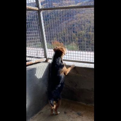 VERCINGETORIGE UN 'OPPORTUNITÀ DI VITA CAGNOLINO IN ADOZIONE - Foto 4