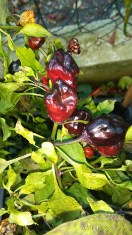 Semi Carolina Reaper, Scorpion Kraken,Habanero - Foto 3