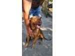 Pitbull femmina 2anni e 1/2 vissuta a catena,affamata,senza acqua...SUD