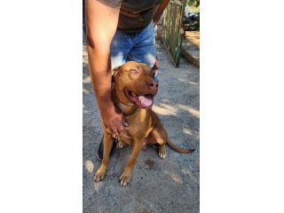 Pitbull femmina 2anni e 1/2 vissuta a catena,affamata,senza acqua...SUD