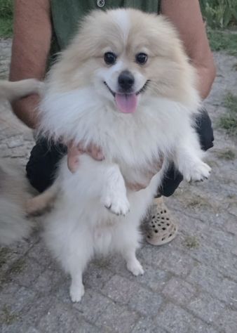Volpino di pomerania pedigree - Foto 4