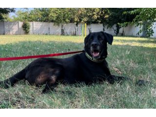 ELIJA BELLISSIMA LABRADOR