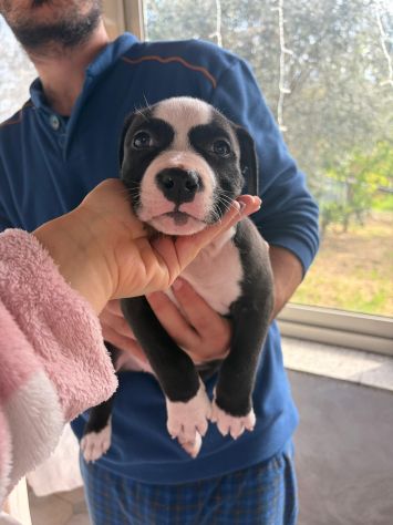 Cuccioli pitbull - Foto 4