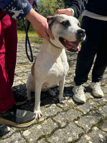 Shila Meravigliosa simil amstaff - Foto 4