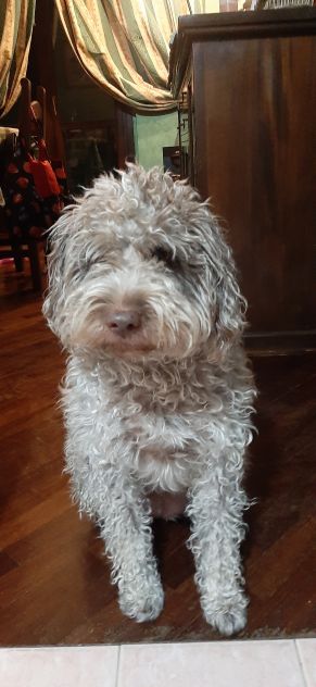 PENSIONE CASALINGA PER CANI - Foto 6