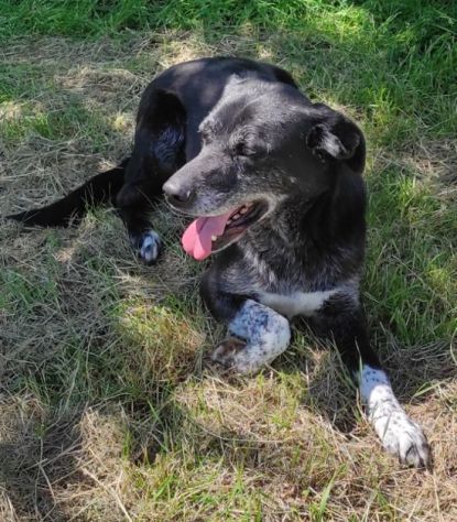 CANE IN ADOZIONE: ZEUS, taglia medio contenuta. - Foto 4