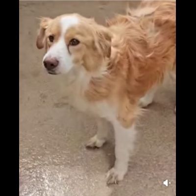 LILLO 15 KG DI TENEREZZA CAGNOLINO IN ADOZIONE