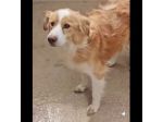 LILLO 15 KG DI TENEREZZA CAGNOLINO IN ADOZIONE