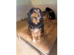 Goccia mix Bovaro del Bernese