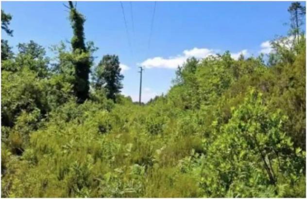 Immobile in asta di 30310 m² in vendita a Castelfranco di Sotto - Foto 4