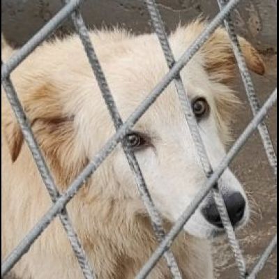 CECCO TENERO E GIOVIALE CAGNOLINO IN ADOZIONE - Foto 6