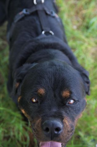 Jane una splendida cagnolina tutta da amare