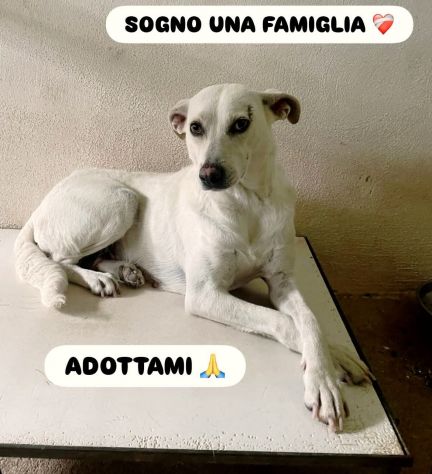 UBALDA E UGOLINO CAGNOLINI IN ADOZIONE - Foto 3