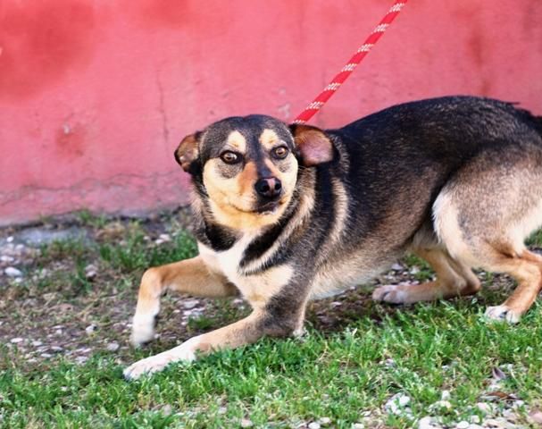 Severino....guardate i suoi occhi - Foto 7