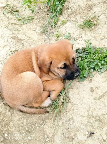 Suela cucciola - Foto 3