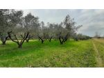 Terreno agricolo in vendita a Cecina 22000 mq  Rif: 1096243