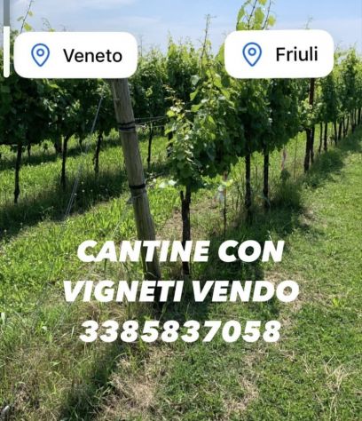 CANTINA CON VIGNETI ANCHE DI PROSECCO - Foto 4