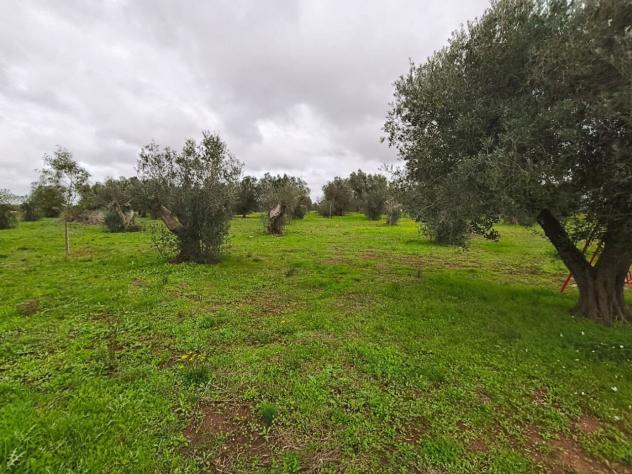 Terreno edificabile in vendita a Sannicola - Foto 8