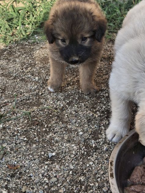 Regalasi cagnolini - Foto 5