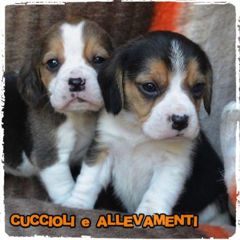 Cuccioli di Beagle - Allevamento - Foto 3