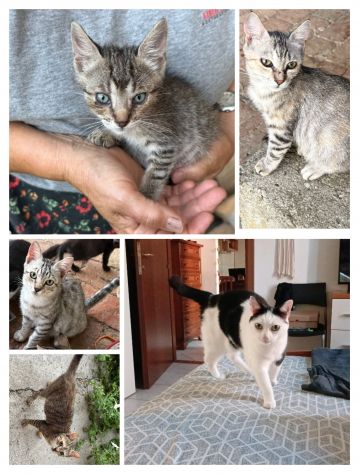 GATTI ADULTI E GATTINI - Foto 2