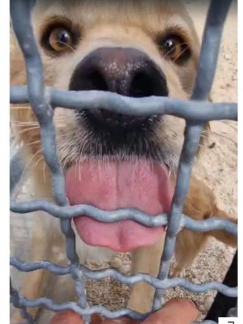 Femmina 3anni entrata in canile a 4 mesi .SOS PUGLIA - Foto 3