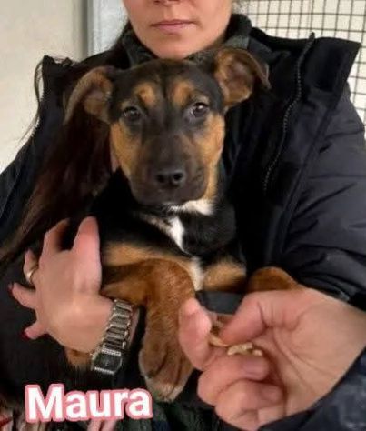 MAURA, VARCO, ROSEA, PEPPINO, CUCCIOLI IN ADOZIONE - Foto 2