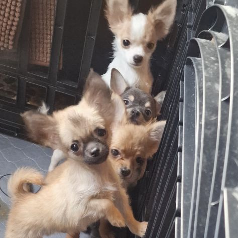 chihuahua toy - Foto 8