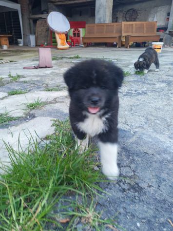 Cani Akita inu - Foto 3