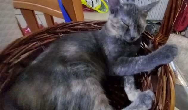 ZELDA, tenera gattina da adottare! - Foto 5