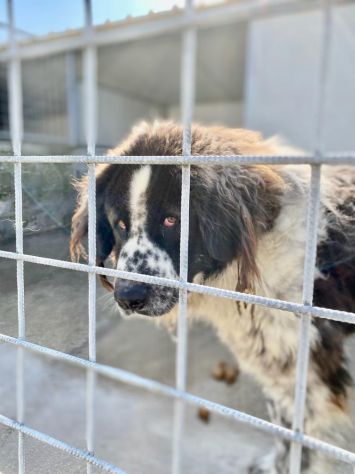 CANE IN ADOZIONE LO SGUARDO DI ORSO - Foto 7