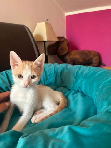 Bijou gattina - Foto 2
