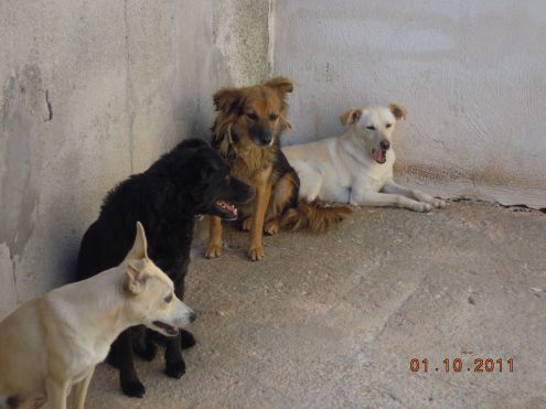 DORINA, cagnolina timidina - Foto 2