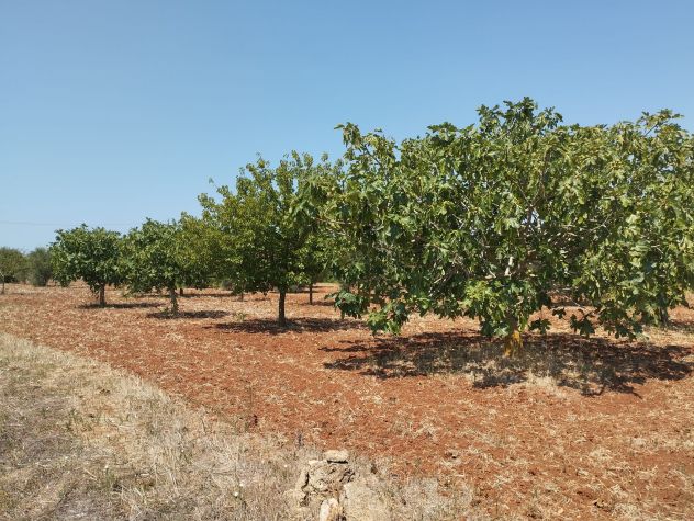 Terreno agricolo in vendita a Casarano 12.000 mq