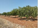 Terreno agricolo in vendita a Casarano  12.000 mq