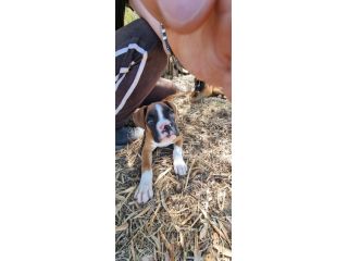 Cuccioli Boxer Bari Taranto Foggia Lecce Brindisi con pedigree