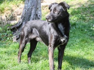NERINO, dolce cagnolino